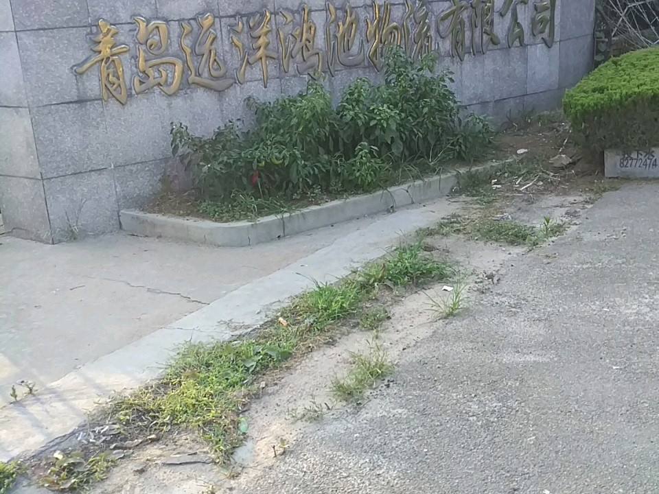 青岛远洋鸿池物流有限公司