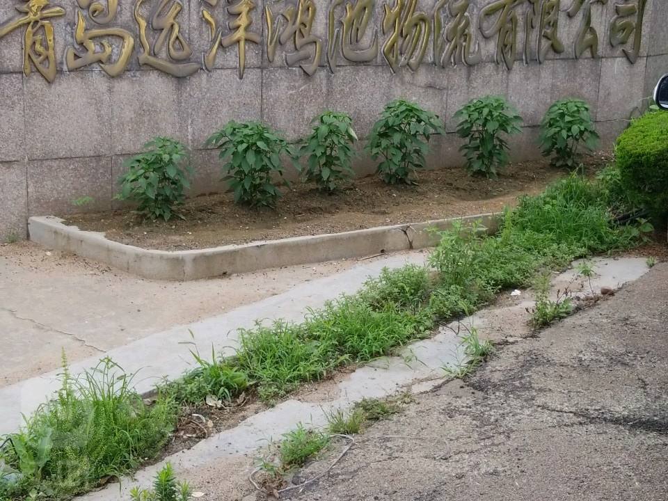 青岛远洋鸿池物流有限公司