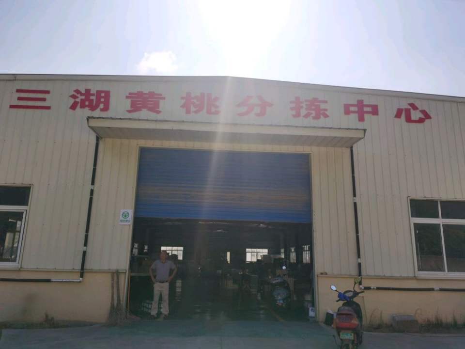 三湖黄桃分拣中心